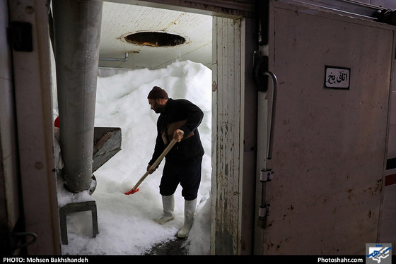 کشتارگاه صنعتی مرغ / عکس: محسن بخشنده / شهرآرا