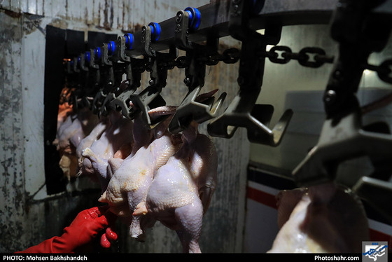 کشتارگاه صنعتی مرغ / عکس: محسن بخشنده / شهرآرا