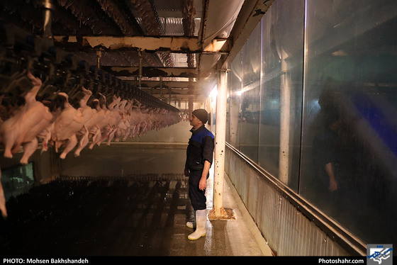 کشتارگاه صنعتی مرغ / عکس: محسن بخشنده / شهرآرا