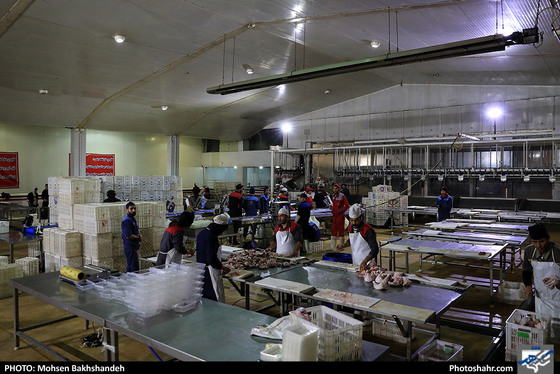 کشتارگاه صنعتی مرغ / عکس: محسن بخشنده / شهرآرا