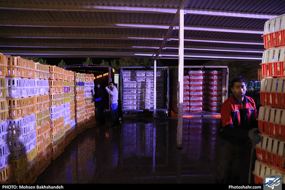 کشتارگاه صنعتی مرغ / عکس: محسن بخشنده / شهرآرا