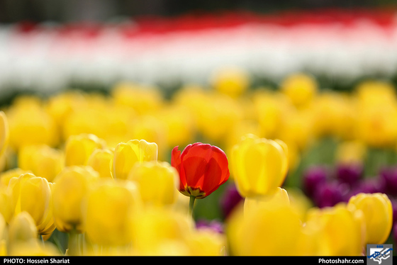 جشنواره گلهای پیازی در بوستان ملت مشهد- عکاس: حسین شریعت/ شهرآرا