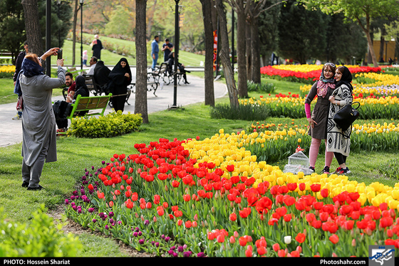جشنواره گلهای پیازی در بوستان ملت مشهد- عکاس: حسین شریعت/ شهرآرا