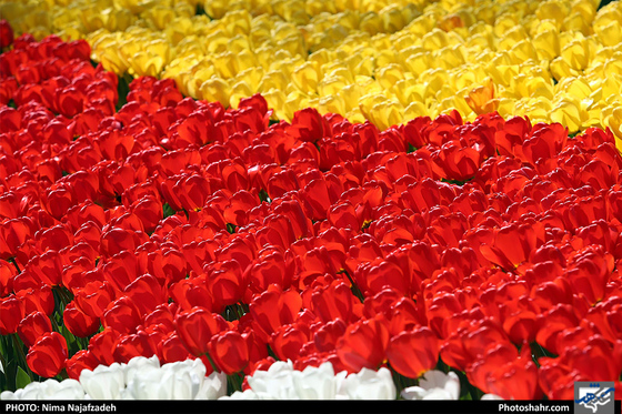 جشنواره گلهای پیازی در بوستان ملت مشهد- عکاس: نیما نجف زاده/ شهرآرا