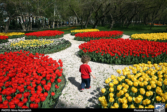 جشنواره گلهای پیازی در بوستان ملت مشهد- عکاس: نیما نجف زاده/ شهرآرا