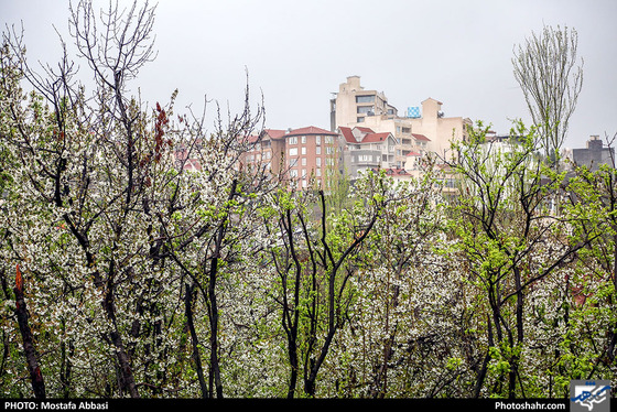 باران بهاری