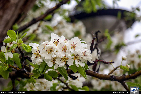 باران بهاری