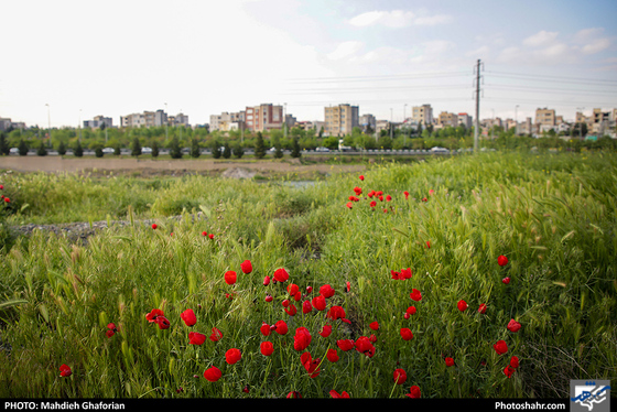 خیلی بکر خیلی نزدیک- عکاس: مهدیه غفوریان/ شهرآرا