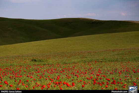 آواز طبیعت در «چهچهه»-عکاس: ساناز صفایی/ شهرآرا
