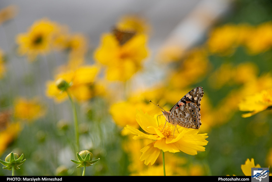 اثر پروانه‌ای - عکاس: مرضیه میرنژاد/ شهرآرا