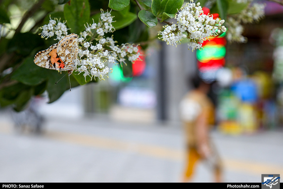 اثر پروانه‌ای - عکاس: ساناز صفایی/ شهرآرا