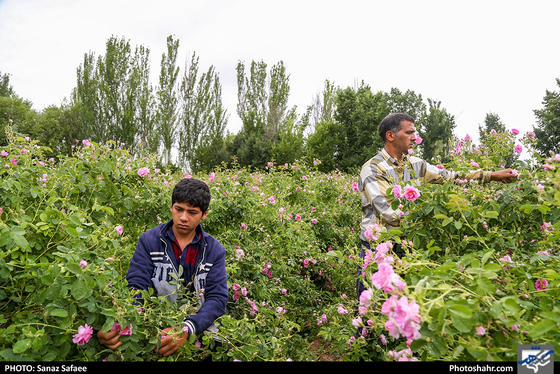 فصل گلاب در قمصر خراسان-عکاس: ساناز صفایی/ شهرآرا