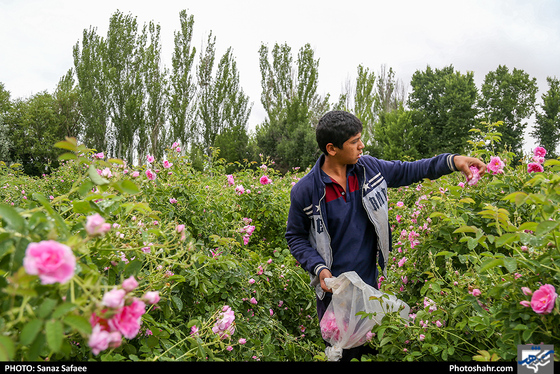فصل گلاب در قمصر خراسان-عکاس: ساناز صفایی/ شهرآرا