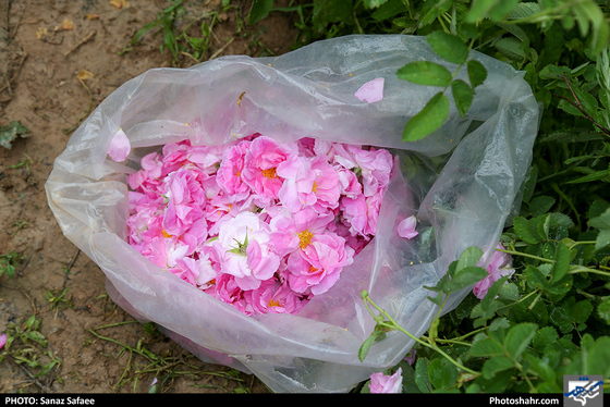 فصل گلاب در قمصر خراسان-عکاس: ساناز صفایی/ شهرآرا