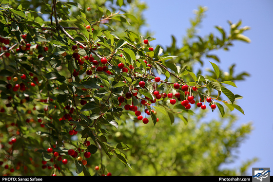طبیعتِ «بوژان»-عکاس:ساناز صفایی/ شهرآرا