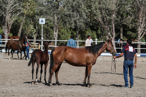  جشنواره زیبایی اسب شرق کشور در مشهد‎