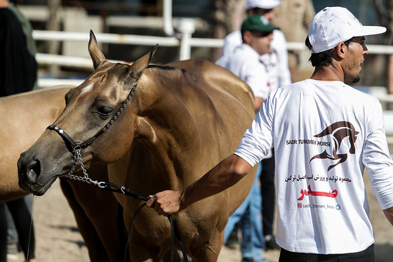  جشنواره زیبایی اسب شرق کشور در مشهد‎