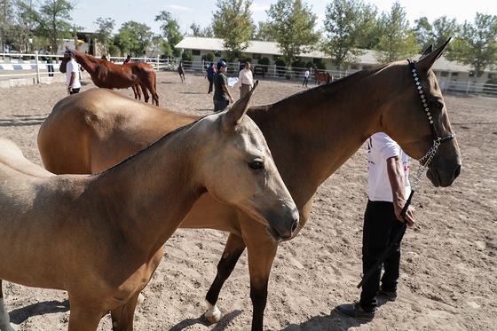  جشنواره زیبایی اسب شرق کشور در مشهد‎