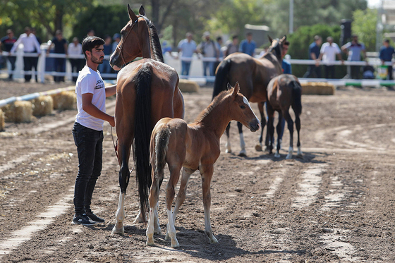  جشنواره زیبایی اسب شرق کشور در مشهد‎