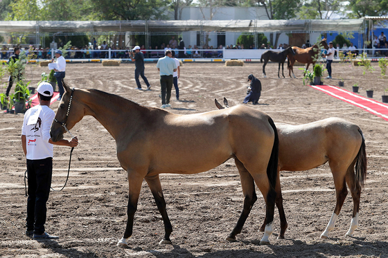  جشنواره زیبایی اسب شرق کشور در مشهد‎