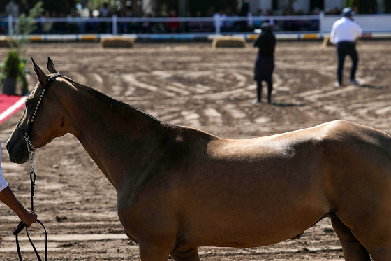  جشنواره زیبایی اسب شرق کشور در مشهد‎