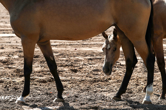  جشنواره زیبایی اسب شرق کشور در مشهد‎