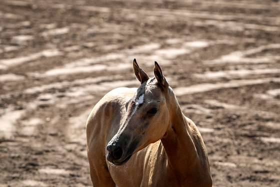  جشنواره زیبایی اسب شرق کشور در مشهد‎