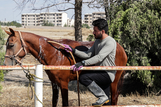  جشنواره زیبایی اسب شرق کشور در مشهد‎