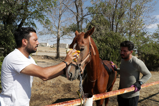  جشنواره زیبایی اسب شرق کشور در مشهد‎