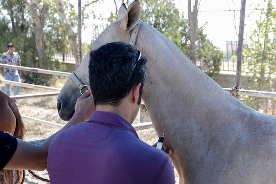  جشنواره زیبایی اسب شرق کشور در مشهد‎