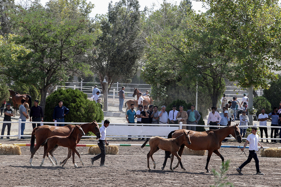  جشنواره زیبایی اسب شرق کشور در مشهد‎