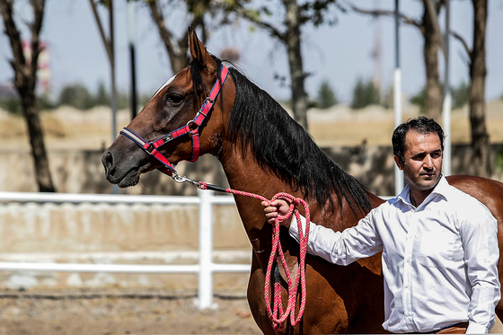  جشنواره زیبایی اسب شرق کشور در مشهد‎