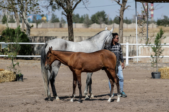  جشنواره زیبایی اسب شرق کشور در مشهد‎