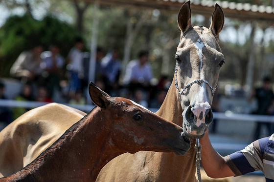  جشنواره زیبایی اسب شرق کشور در مشهد‎