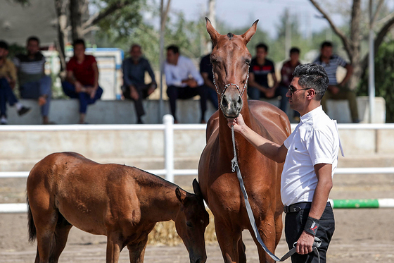  جشنواره زیبایی اسب شرق کشور در مشهد‎