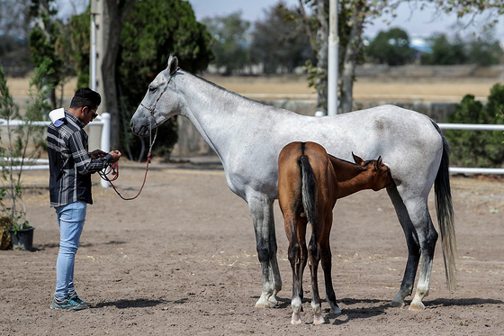  جشنواره زیبایی اسب شرق کشور در مشهد‎