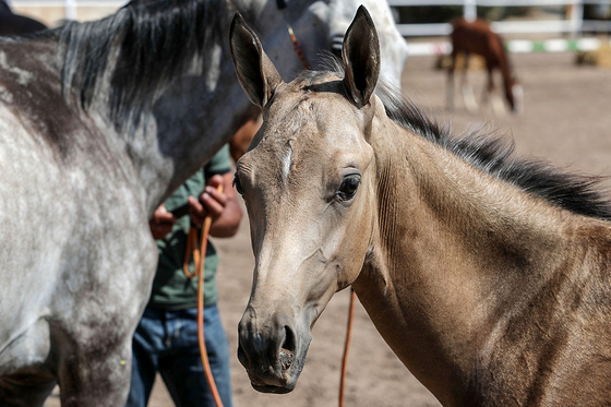  جشنواره زیبایی اسب شرق کشور در مشهد‎