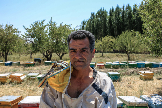 پرورش زنبور عسل 