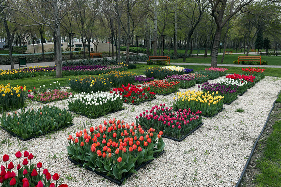 بهار گل ههای پیازی 