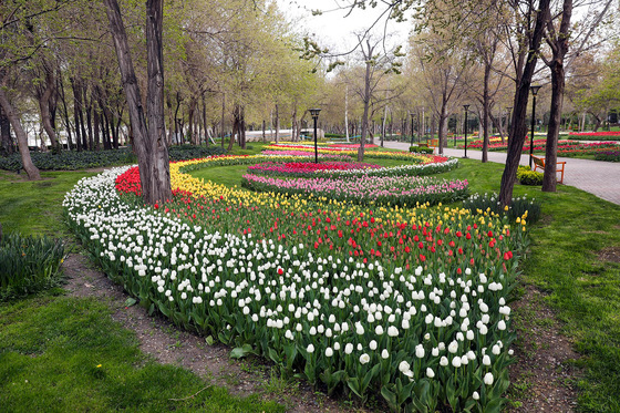 بهار گل ههای پیازی 