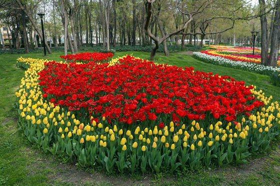 بهار گل ههای پیازی 