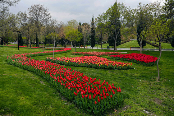 بهار گل ههای پیازی 