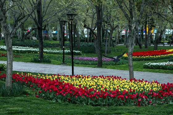 بهار گل ههای پیازی 