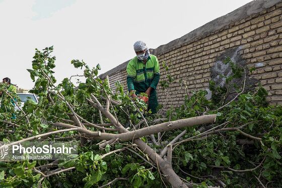 سقوط درختان در پی طوفان و بارش باران