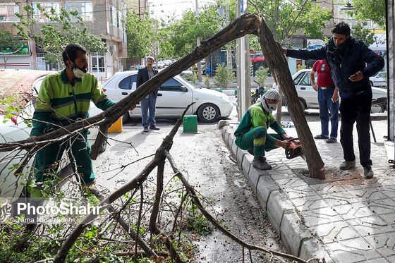سقوط درختان در پی طوفان و بارش باران