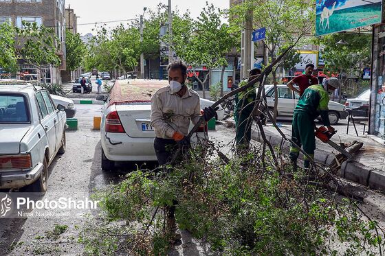 سقوط درختان در پی طوفان و بارش باران