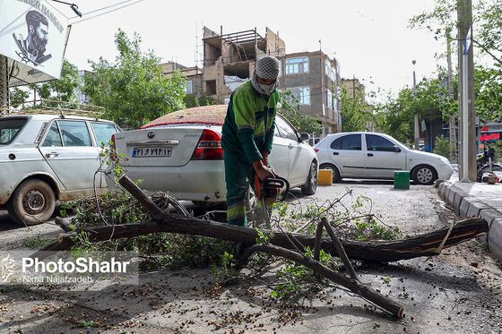 سقوط درختان در پی طوفان و بارش باران