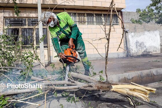 سقوط درختان در پی طوفان و بارش باران