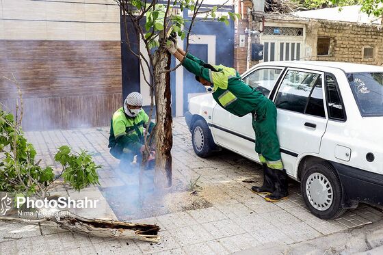 سقوط درختان در پی طوفان و بارش باران
