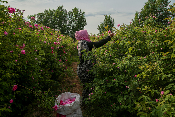 برداشت گل محمدی در روستای فرخد